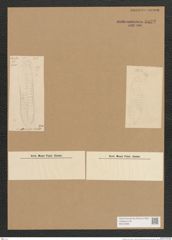 Surirella sp. (de-Toni-Nr.: Genus 53) Zeichnungen Sammlung Grunow Nr. 4832 (NHMW-BOT-W0372995)